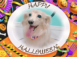 サクラちゃん♀