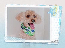 肉だんごくん♂