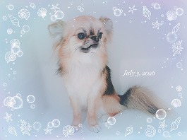 モコくん♂