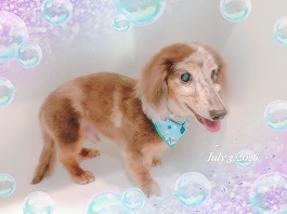 みいとくん♂
