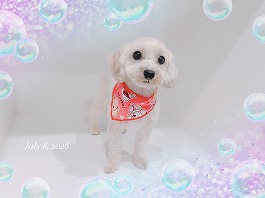 シフォンちゃん♀