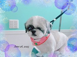 ラッキャちゃん♀