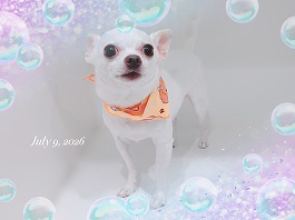 サクくん♂