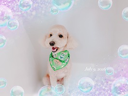 あずきくん♂