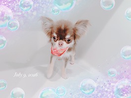 しずくちゃん♀
