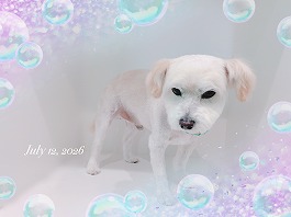 とうふくん♂