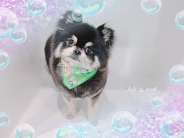 ラテくん♂
