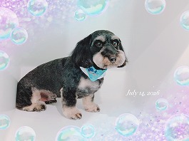 テテくん♂