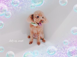 チャッピーくん♂