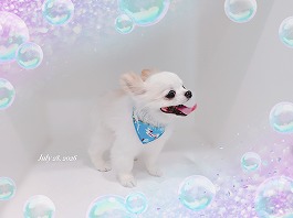 もずくくん♂