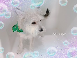 グクくん♂