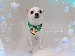 サクくん♂