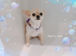 くうがくん♂