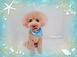 こたつくん♂