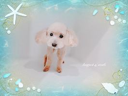 ショウくん♂