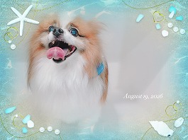 チョコくん♂