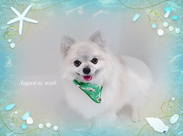 Aroくん♂