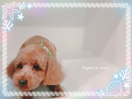 茶々くん♂
