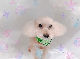 ショコラくん♂