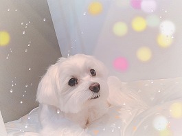 ごえもんくん♂