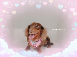 チョコちゃん♀