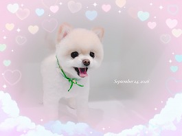 ノイくん♂