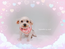 さくらちゃん♀