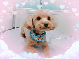 リブくん♂
