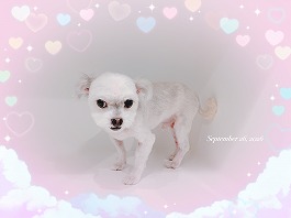 ガッツくん♂