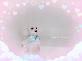 おもちくん♂