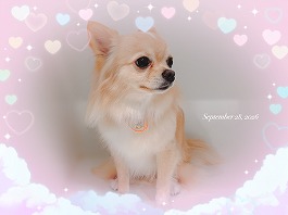 てんくん♂
