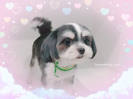 MAXくん♂