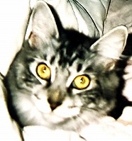 ぽてとちゃん♀