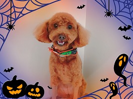 レモンちゃん♀