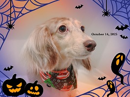 スカイちゃん♀