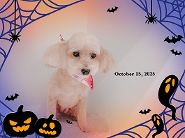 ふうかちゃん♀