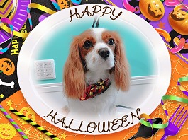 くるみちゃん♀