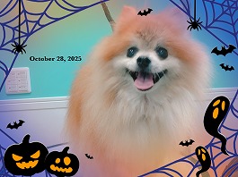 こまちちゃん♀