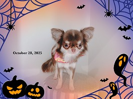 しずくちゃん♀