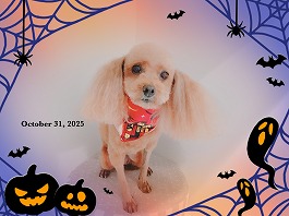 あずきちゃん♀