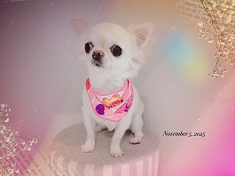 きなこちゃん♀