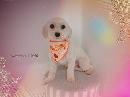 シフォンちゃん♀