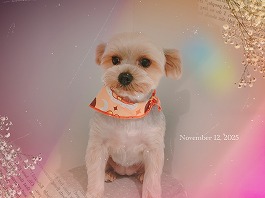 さくらちゃん♀