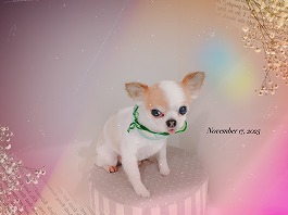 ちゃわんくん♂