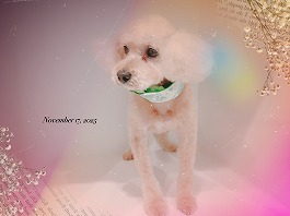 ショコラくん♂