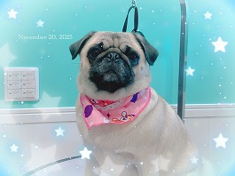 サラサちゃん♀