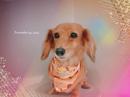 サンディちゃん♀