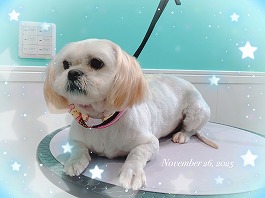 ひかりちゃん♀