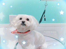 バニラちゃん♀