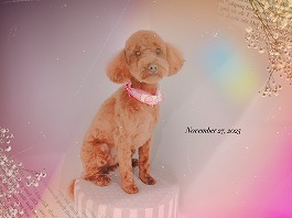 レモンちゃん♀